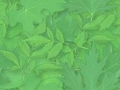 nouv0 (10)